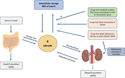 Hyperkalemia in CKD: an overview of available therapeutic strategies